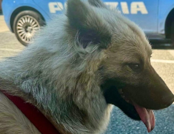 Rubano il camper a dei turisti, dentro però c’è un cucciolo: lieto fine per il piccolo Tais