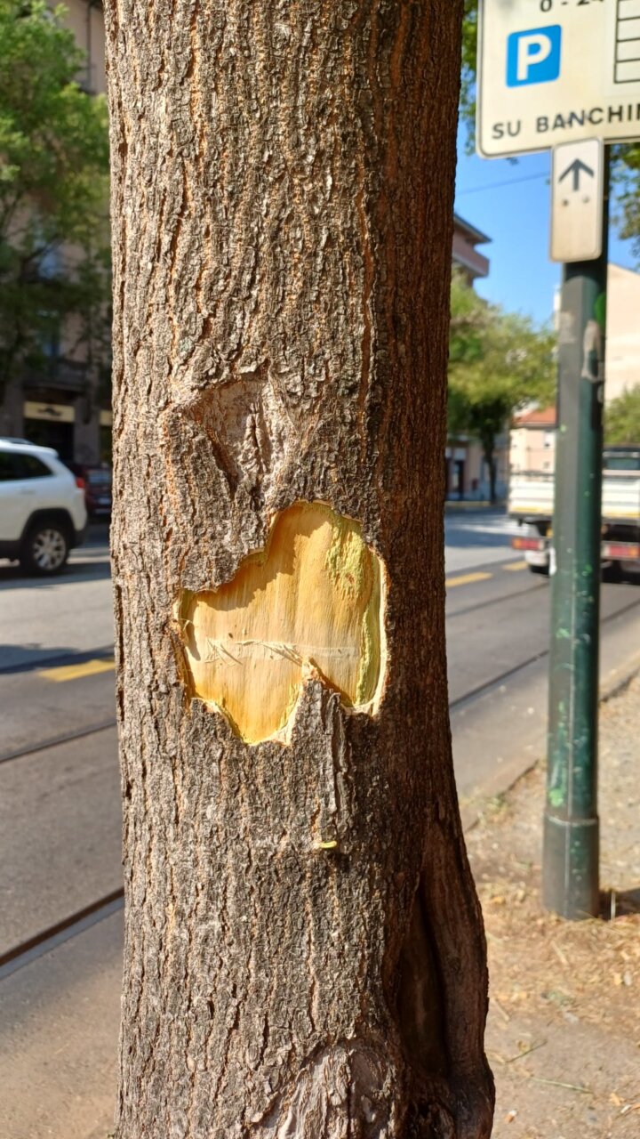 Albero danneggiato in corso Belgio