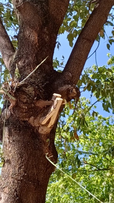 Continui atti vandalici sugli aceri in corso Belgio, il Comitato Salviamo gli alberi: “A commetterli è il Comune!”