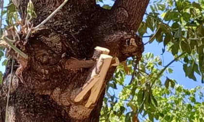 Continui atti vandalici sugli aceri in corso Belgio, il Comitato Salviamo gli alberi: "A commetterli è il Comune!"