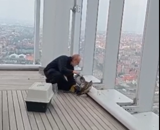 E’ tornata libera e sana la poiana stremata recuperata nel palazzo della Regione