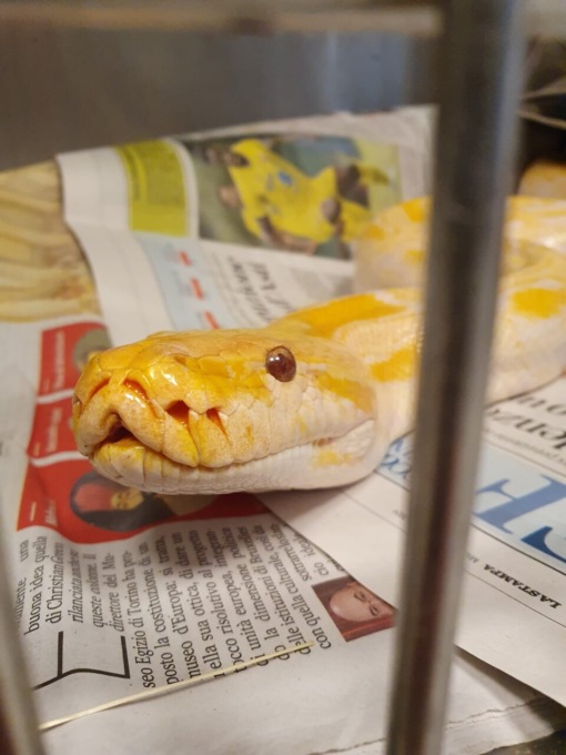 Un Pitone reticolato albino recuperato in campo di mais a Vinovo e ricoverato al CANC