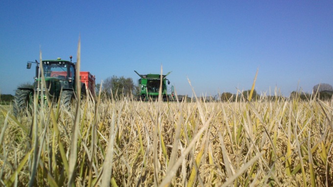 Riso italiano protagonista al G7 dell’Agricoltura