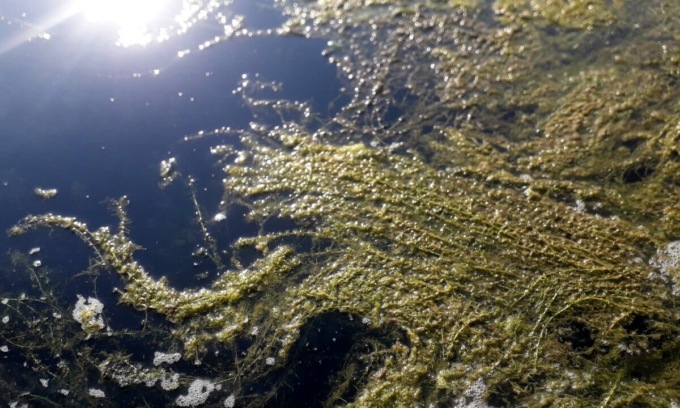 Il fiume Po invaso dall’Elodea Nutalli, si studia un riutilizzo virtuoso di questa pianta