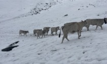 Mucche nella neve a metà settembre: la foto che non ti aspetti (o forse quest'anno sì)