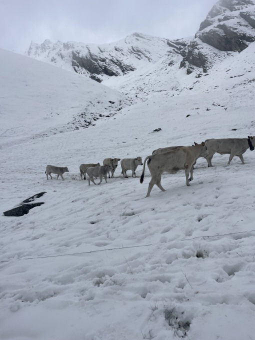Mucche nella neve a metà settembre: la foto che non ti aspetti (o forse quest’anno sì)