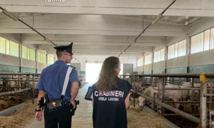 Lavoro nero e sicurezza: sanzionate sei attività commerciali a Torino e provincia