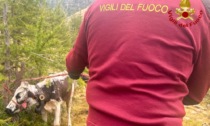 Mamma mucca e vitello bloccati a 2.000 metri di quota, salvati dai Vigili del Fuoco