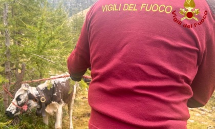 Mamma mucca e vitello bloccati a 2.000 metri di quota, salvati dai Vigili del Fuoco