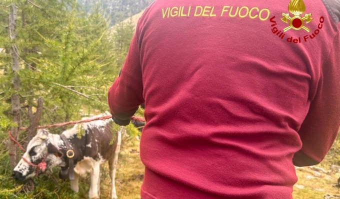 Mamma mucca e vitello bloccati a 2.000 metri di quota, salvati dai Vigili del Fuoco
