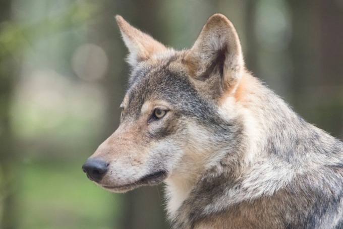 L’UE vuole il declassamento del lupo nella scala delle specie protette: la Regione Piemonte invita alla prudenza