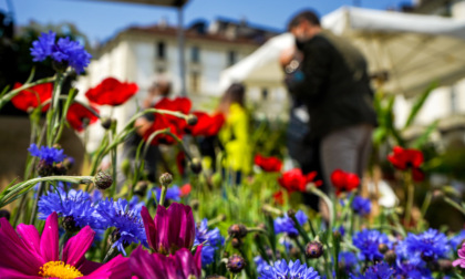 Agriflor ottobre in piazza Vittorio tra profumi e sapori d’autunno