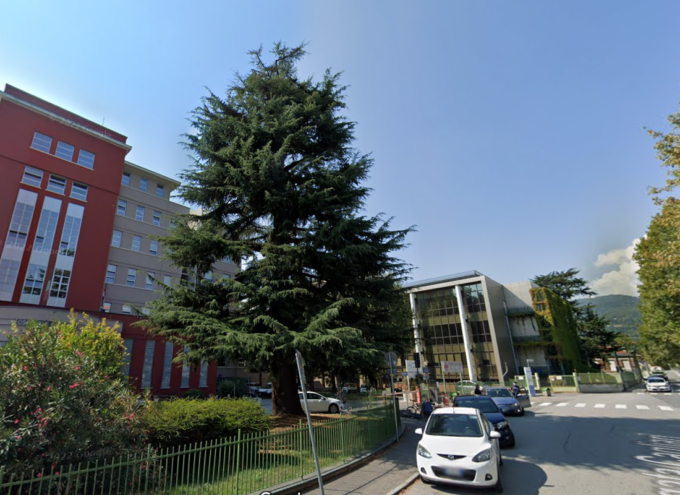 Ospedale di Pinerolo: il cedro malato sarà abbattuto, al suo posto un nuovo esemplare alto sette metri