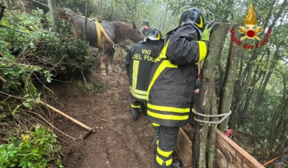 Calì, cavalla di 30 anni, resta bloccata nel fango mentre scende verso la stalla