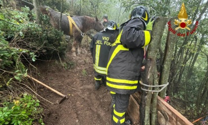 Calì, cavalla di 30 anni, resta bloccata nel fango mentre scende verso la stalla