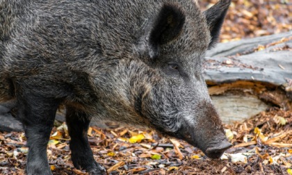 Cinghiali fuori dal Parco della Mandria, il Presidente di Coldiretti Torino: "Situazione insostenibile"