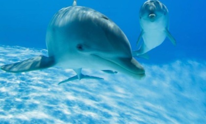 UniTo e la ricerca sui delfini: "Quando giocano insieme si sorridono tra loro, proprio come noi"