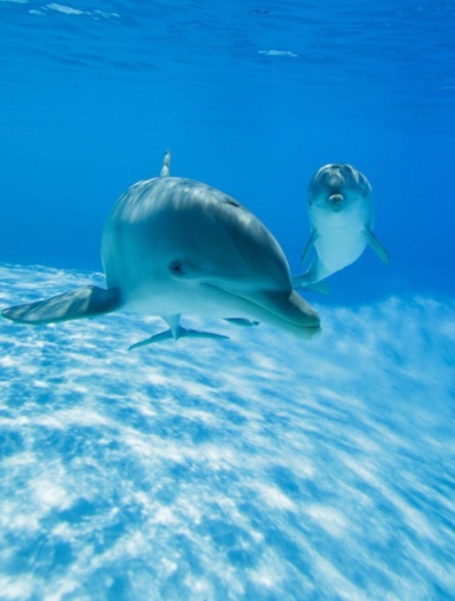 UniTo e la ricerca sui delfini: “Quando giocano insieme si sorridono tra loro, proprio come noi”