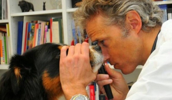 Luca Ferrero, il veterinario dei vip, muore sei giorni dopo la caduta in bicicletta