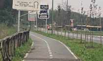 Piantumati nuovi alberi lungo le strade a Rivalta di Torino