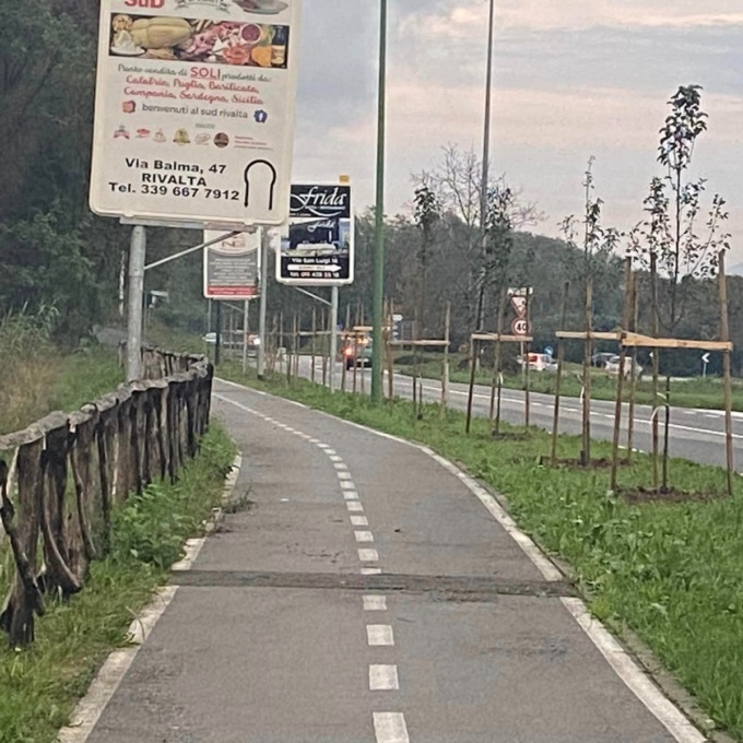Piantumati nuovi alberi lungo le strade a Rivalta di Torino