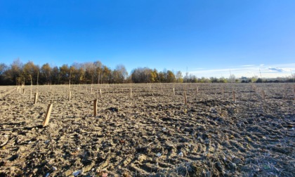 Riparte la riforestazione del Bosco del Gerbasso a Carmagnola