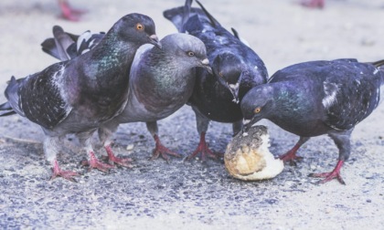 Contenimento piccioni a Torino, gli animalisti scendono in piazza: "Metodi troppo cruenti"