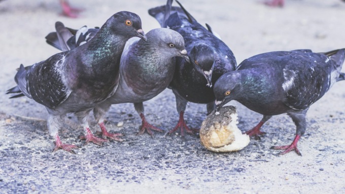 Contenimento piccioni a Torino, gli animalisti scendono in piazza: “Metodi troppo cruenti”