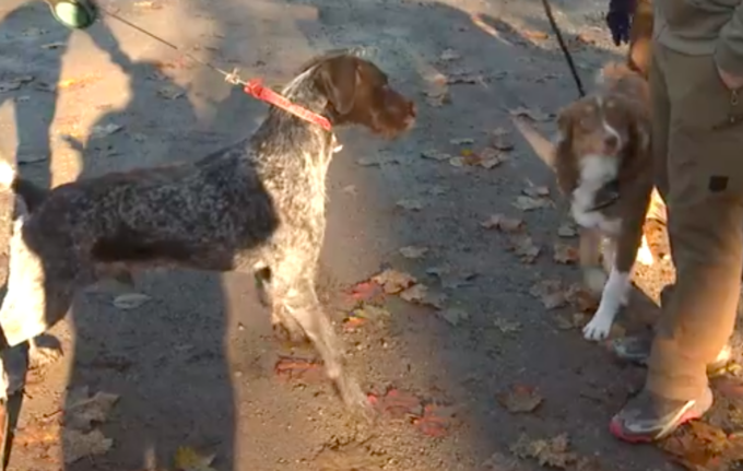 Unità Cinofile Antiveleno ispezionano i parchi di Torino per cercare bocconi avvelenati
