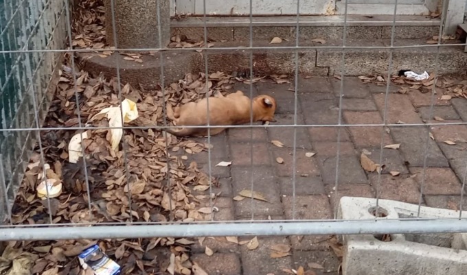 Cucciolo travolto e gettato oltre una recinzione: la denuncia