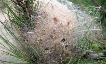 Nel Parco naturale del Monte San Giorgio il contrasto all’infestazione da processionaria si fa con le trappole