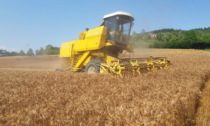 Coldiretti Torino: "L’invasione di grano dal Canada trattato con il Glifosato penalizza il grano torinese"