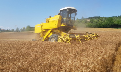 Coldiretti Torino: "L’invasione di grano dal Canada trattato con il Glifosato penalizza il grano torinese"