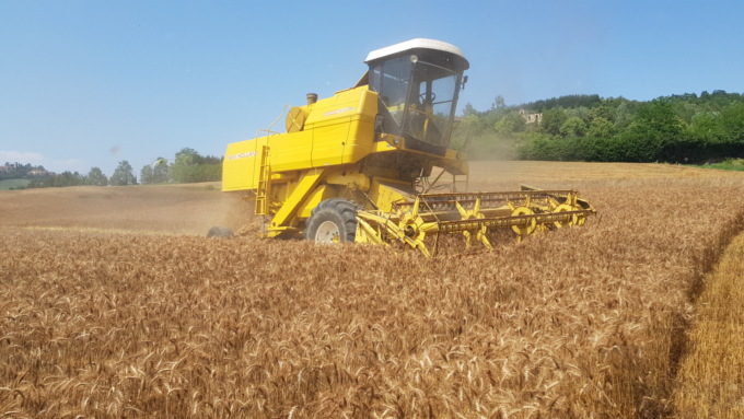 Coldiretti Torino: “L’invasione di grano dal Canada trattato con il Glifosato penalizza il grano torinese”