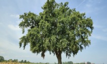 Il Piemonte celebra il suo patrimonio verde: 63 nuovi alberi monumentali nell'elenco regionale