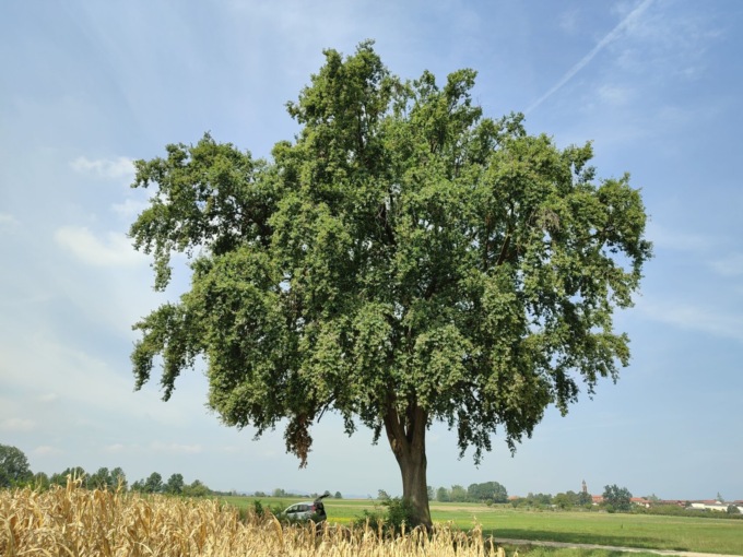 Il Piemonte celebra il suo patrimonio verde: 63 nuovi alberi monumentali nell’elenco regionale