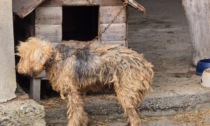 Sequestrata a Rivalba una cagnolina malata che viveva legata a una catena