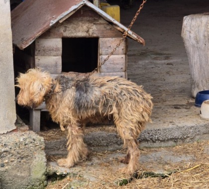 Sequestrata a Rivalba una cagnolina malata che viveva legata a una catena