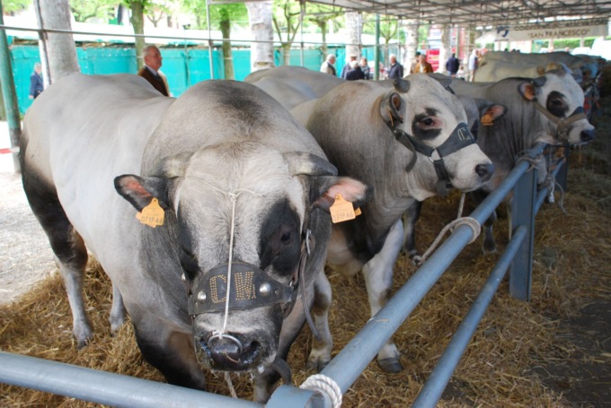 Il 25 aprile a Cavour si festeggia la carne di razza piemontese
