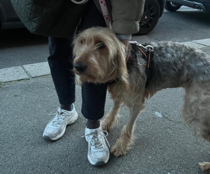 Legata a una catena e malata, la cagnolina salvata dalle Guardie Zoofile dell’Oipa di Torino oggi è felice e coccolata