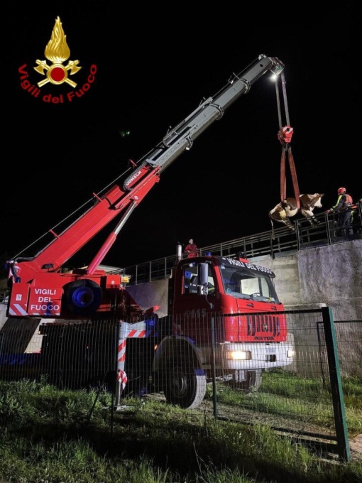 Bovino cade in un canale a Borgone, recuperato dai pompieri