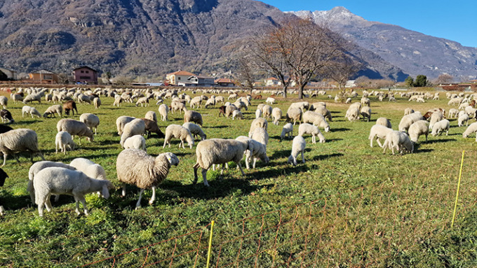 Coldiretti Torino: “E’ boom dei consumi annuali di agnello nel torinese, scegliete sempre il km Zero”
