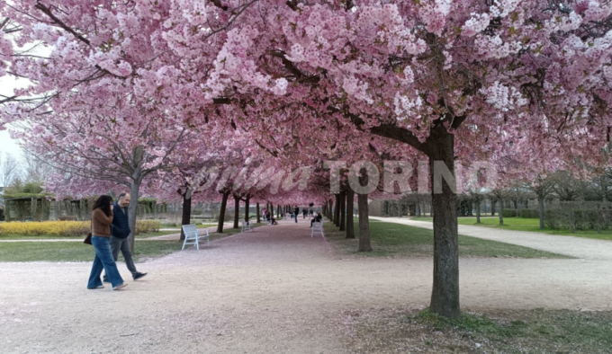 Reggia di Venaria, boom di presenze per ammirare i ciliegi Sakura in fiore