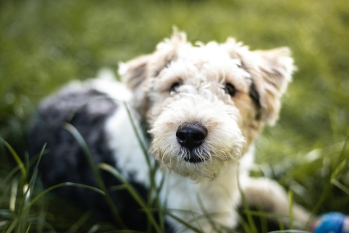 Animali da compagnia: nuove funzionalità sul portale SINAC