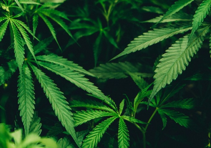 Nell’azienda agricola ci sono 700 arbusti di marijuana: due arresti nel pinerolese