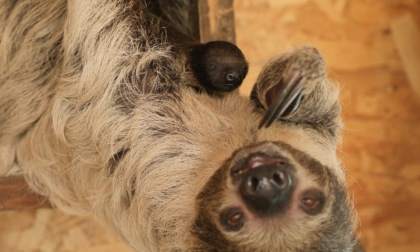 Campagna "Rallenta" per la sicurezza stradale al bioparco Zoom di Torino