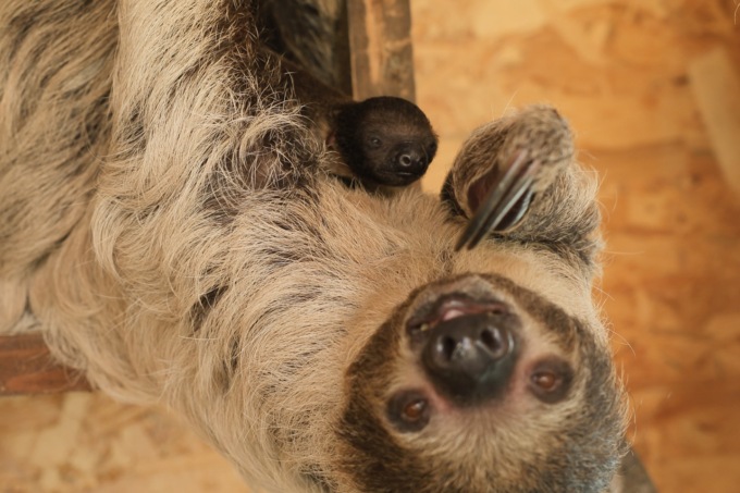 Campagna “Rallenta” per la sicurezza stradale al bioparco Zoom di Torino