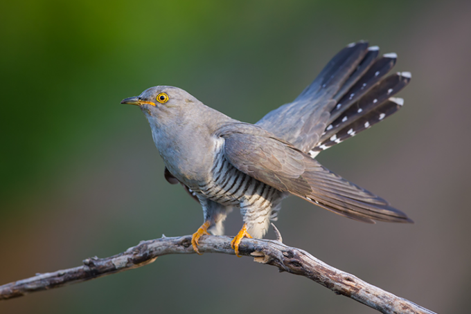 Come gli uccelli si adattano all’urbanizzazione: Torino è un rifugio verde per i volati