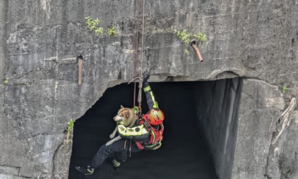 Cane cade nella Dora, recuperato dai pompieri