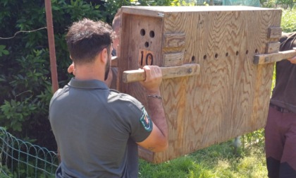 Una femmina di capriolo è stata recuperata nell’area degli orti urbani di strada Barchetto a Moncalieri